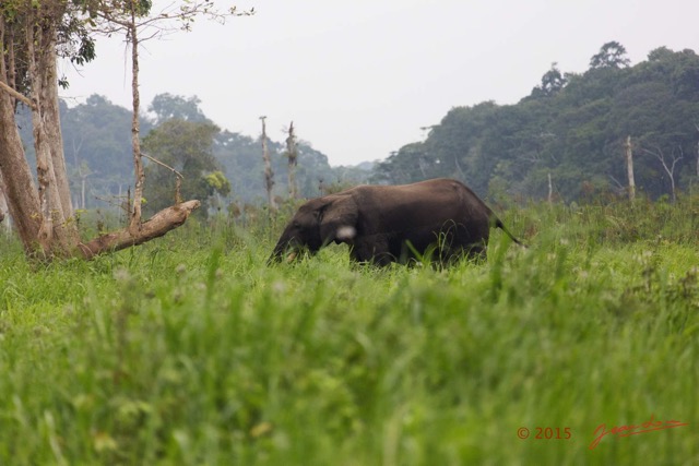 041 LOANGO 2 Akaka Riviere Rembo Ngove Nord Berge et Mammalia Proboscidea Elephant Loxodonta africana cyclotis 15E5K3IMG_106842wtmk.jpg